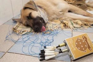 Эпилепсия у собак