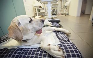 Прочины первичной эпилепсии у собаки
