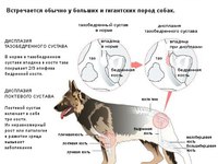 Собаки-дисплазия  в тазобедренных суставах 