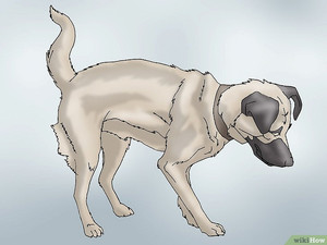 Дисплазия  суставов собаки