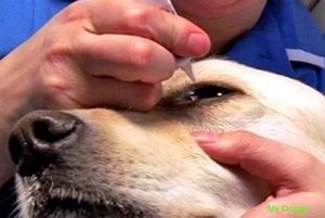 Помощь при нагноении глаз у собаки