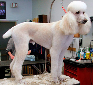 Профилактический осмотр собаки у ветеринара