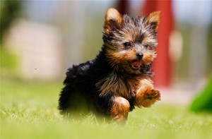 Терьер-щенок бежит по траве