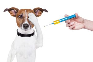 Вакцинация собак от бешенства