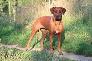 Характеристика породы и описание собак Родезийский риджбек 