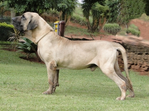 Описание породы собак фила бразилейро