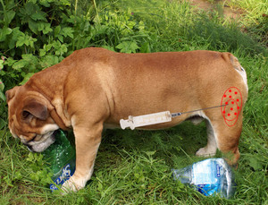 Правильное проведения  инъекции собакам