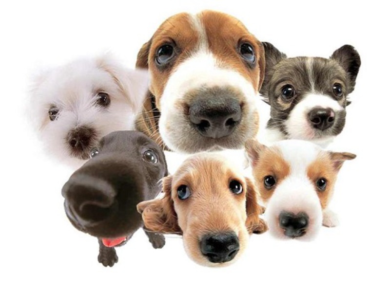 Как можно узнать породу собаки - помощь специалистов