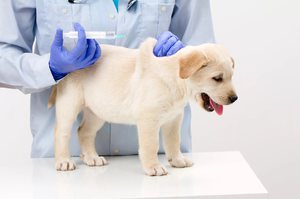 Принцип действия комплексных прививок для собак