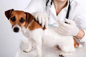 Какие бывают вакцины для собак и щенков