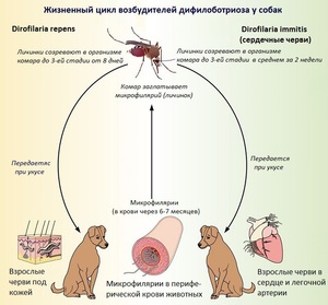 Как лечить дирофиляриоз у собак