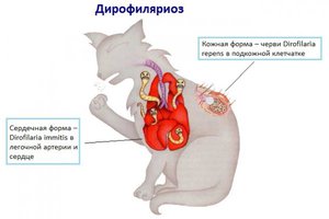 Как проявляется дирофиляриоз у собак