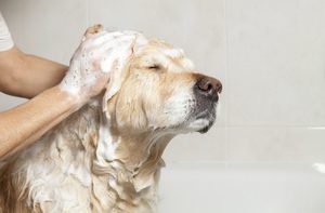 Как купать собак в домашних условиях
