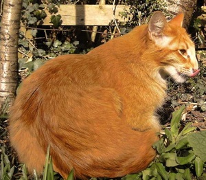 Рыжая ориентальная кошка