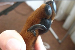 Как часто нужно обрезать когти у собаки