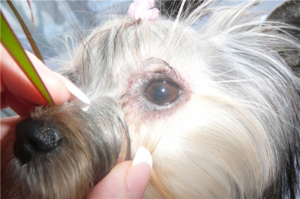 Народное лечение собак от подкожных клещей