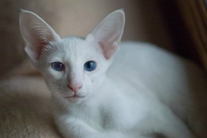  белая кошка ориентальной породы
