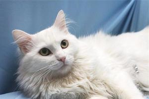 Особенности пород белых кошек: белые кошки и коты с голубыми глазами