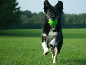 Собака приносит мяч