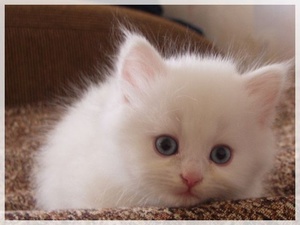 Турецкая ангора - миленький котенок