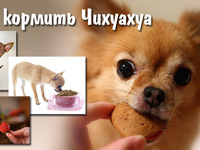 Рацион питания собаки чихуахуа