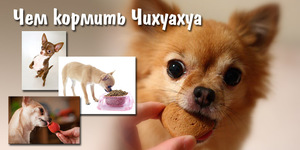 Рацион питания собаки чихуахуа