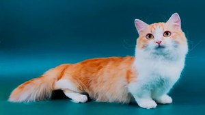 Рыже-белая кошка породы Манчкин
