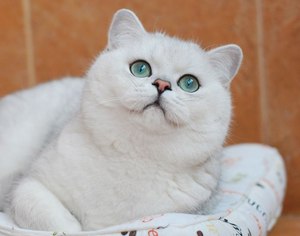 Порода кошки британская шиншилла