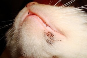 Блохи у кошек-лечение