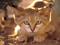 Описание внешности бархатной кошки