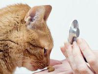 Признаки лейкоза у кошек