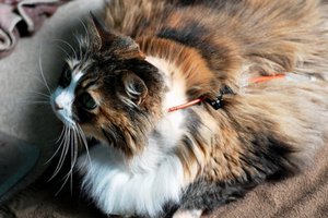 Чем лечить панкреатит у кошек