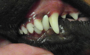 Способ определения возраста собаки по зубам