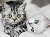 Кошки и болезни почек