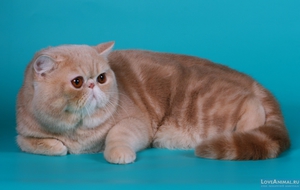 Внешность экзотической короткошерстной кошки