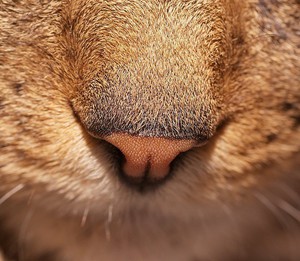 Почему у кошки горячий нос