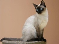 Тайская кошка и ее характер