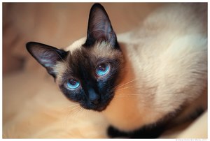 Тайский кот с пронзительным взглядом фото