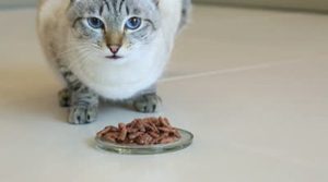 Тайская кошка - питание