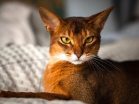 Взгляд абиссинской кошки