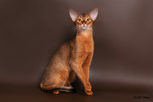 Статная абиссинская кошка фото