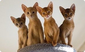 Подросшие абиссинские котята