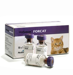 Меры предосторожности при иммунизации кошек препаратом Нобивак