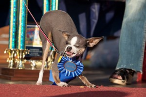 Чихуахуа Эбии считается одной из самых страшных собак в мире