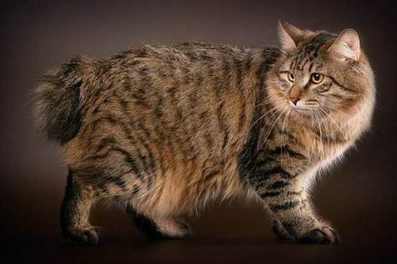 Курильский бобтейл замечательная порода кошек фото