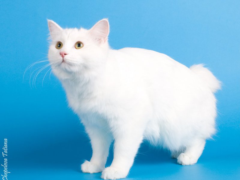 Белый котик курильский бобтейл на выставке