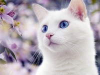 Разнообразие пород белых кошек с голубыми глазами изображение