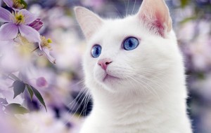 Разнообразие пород белых кошек с голубыми глазами изображение