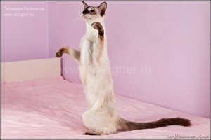 Характер котов Балинезов 
