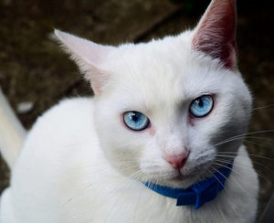  белая кошка с выразительным взглядом